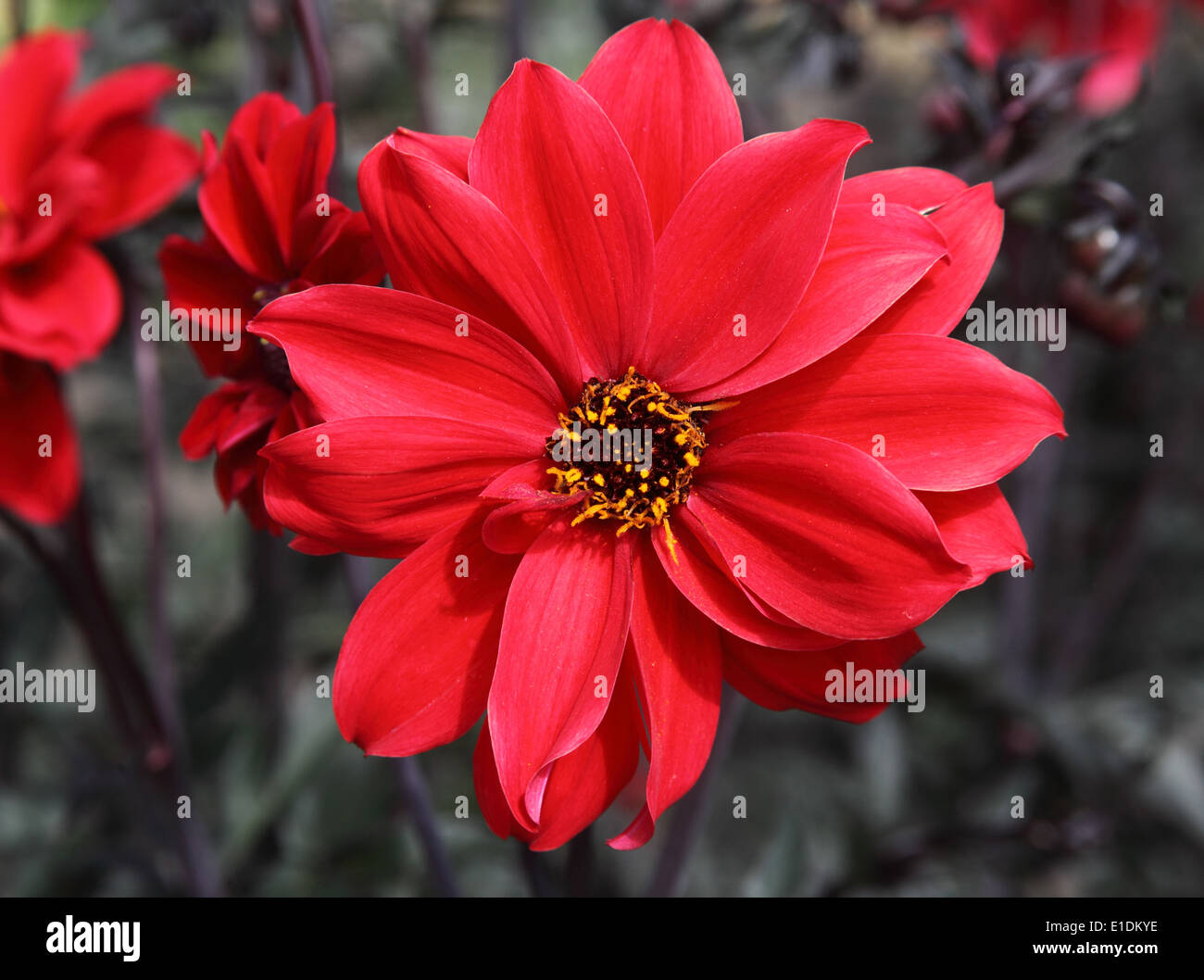 Dahlia 'Vescovo di Llandaff' close up di fiore Foto Stock
