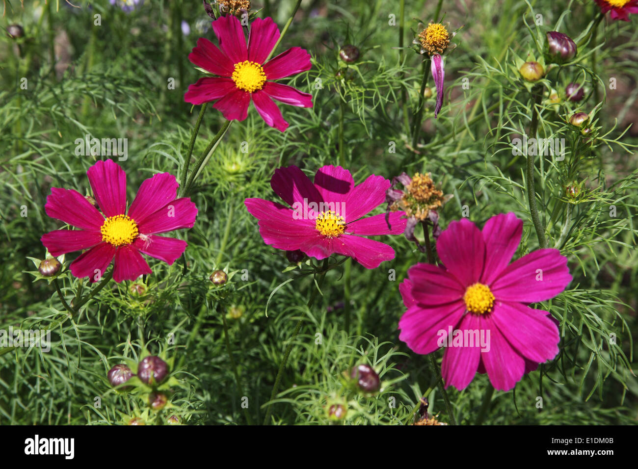 Cosmo 'Sensation' piante in fiore Foto Stock