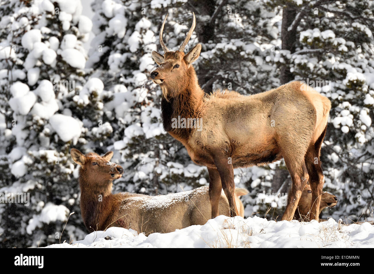 Un giovane bull elk essendo permanente avviso come la sua mandria si muove lungo Foto Stock