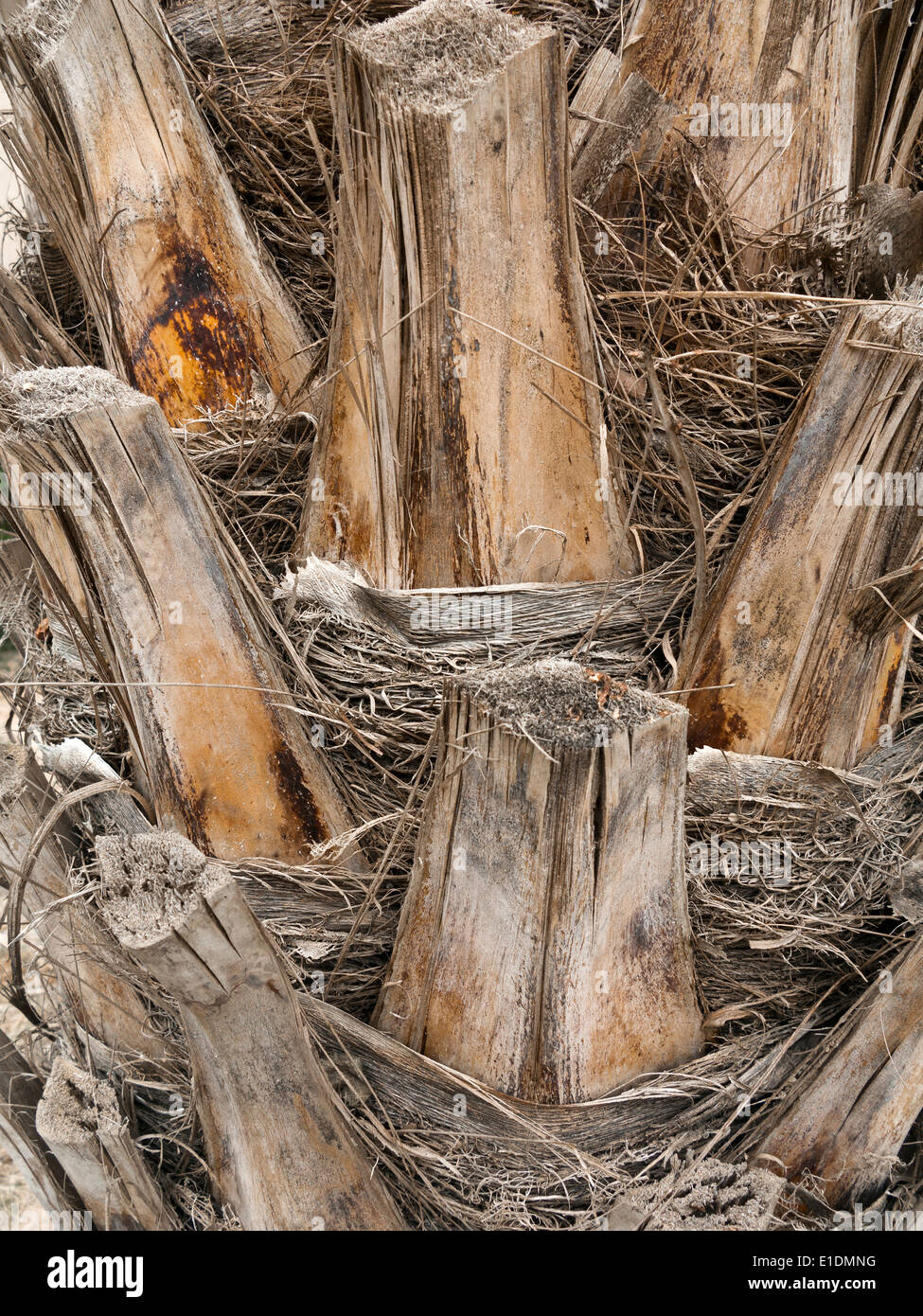 Close up dettaglio di rifilato data palm tronco di albero Foto Stock