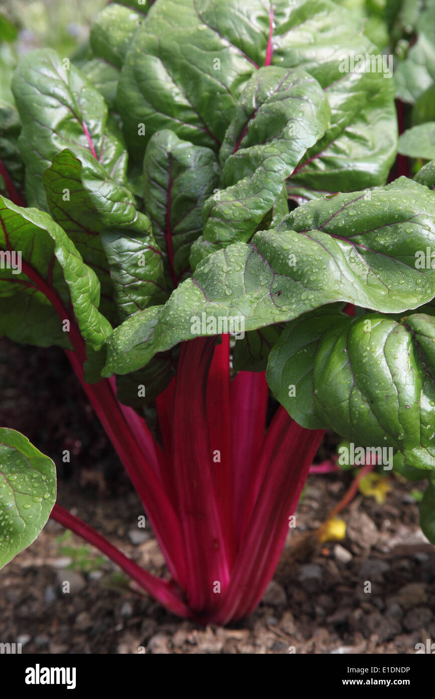 Beta vulgaris Ruby Chard close up di impianto Foto Stock