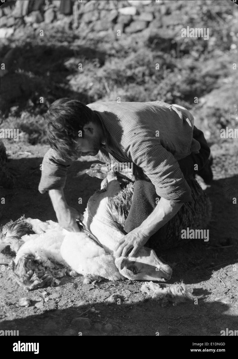 Tosquia in Portogallo si riferisce al processo di tosatura delle pecore, una pratica agricola tradizionale. Questa attività svolge un ruolo significativo nell'industria della lana in Portogallo, in particolare all'interno della Federação Nacional das Indústrias de Lanifícios, che sostiene il commercio della lana. Foto Stock