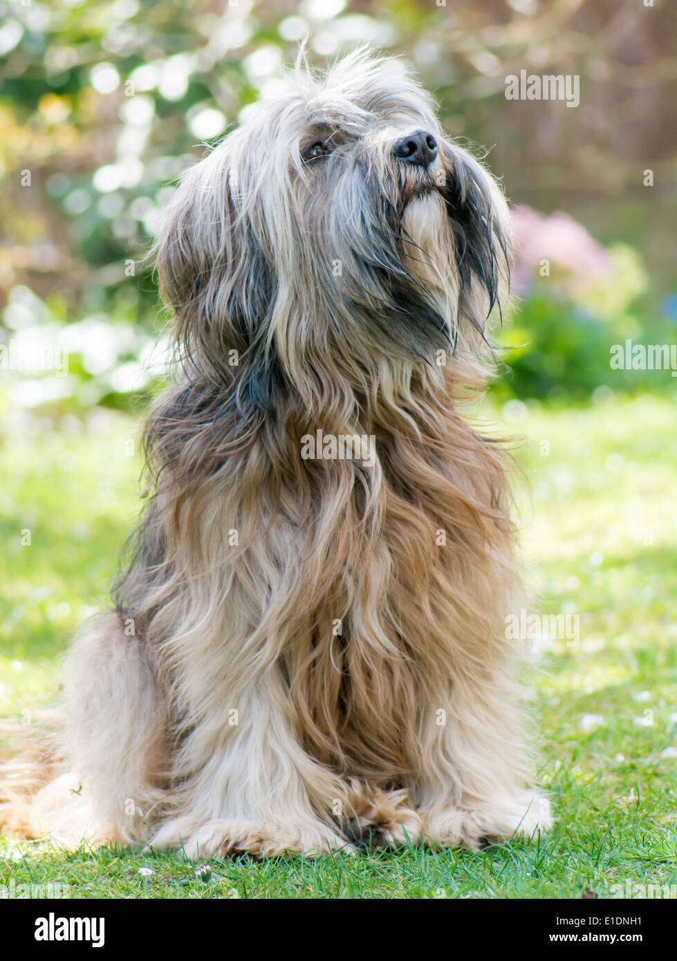 Un maschio di razza Tibetan Terrier dog sitter nel prato Foto Stock