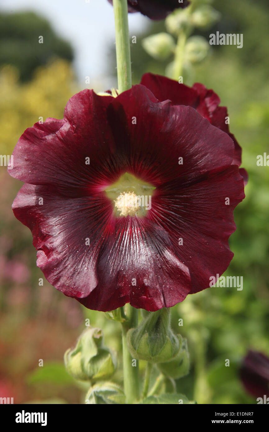 Alcea rosea 'Nigra' close up di fiore Foto Stock