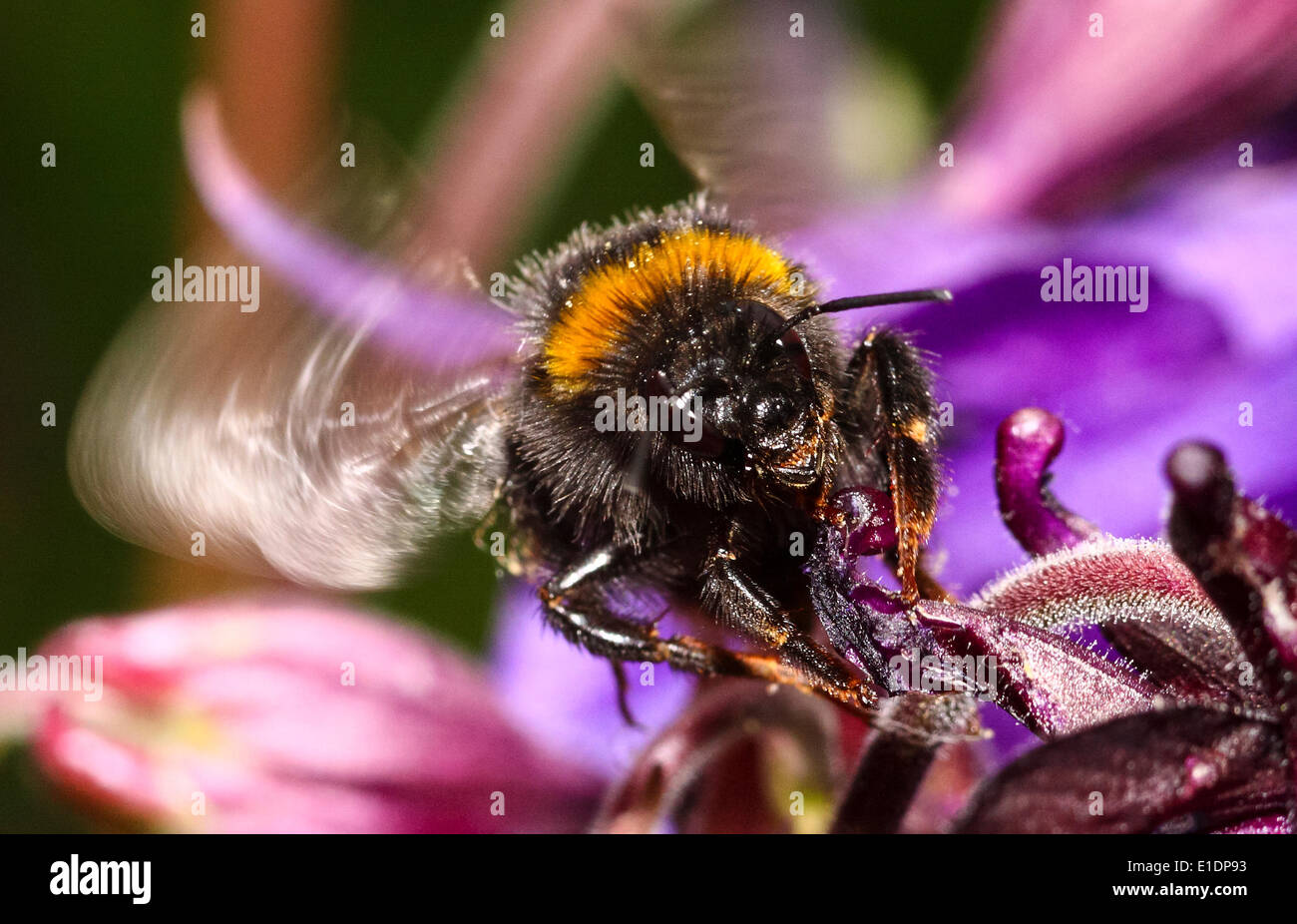 Bumble Bee impollinare un fiore di aquilegia Foto Stock