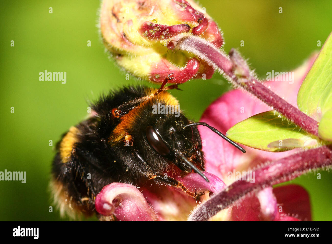 Bumble Bee impollinare un fiore di aquilegia Foto Stock