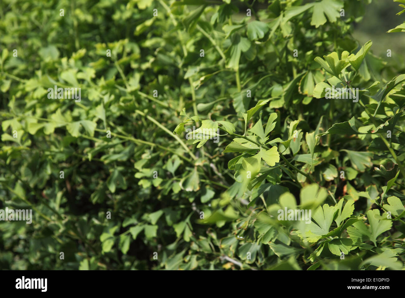 Il Ginkgo biloba Maidenhair tree close up di foglie Foto Stock