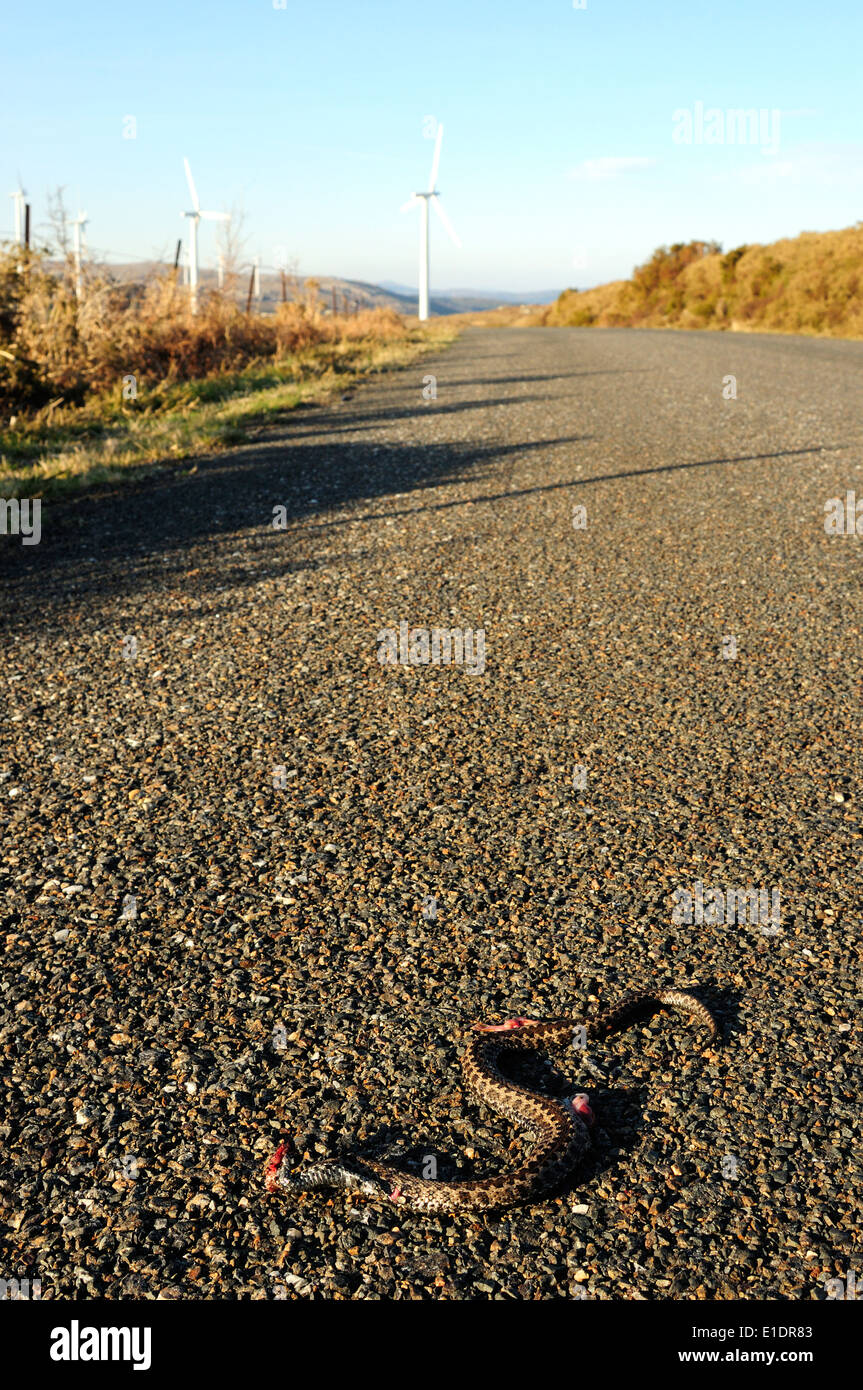Croce iberica sommatore (Vipera seoanei) fracassato sulla strada. Foto Stock