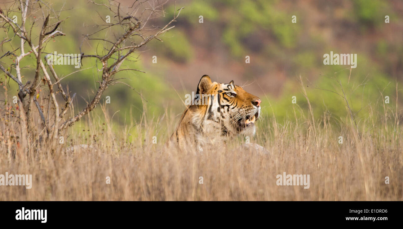 Tigre maschio posa in erba lunga, parzialmente nascosti, guardando lateralmente, bandhavgarh national park, Madhya Pradesh, India, Asia Foto Stock