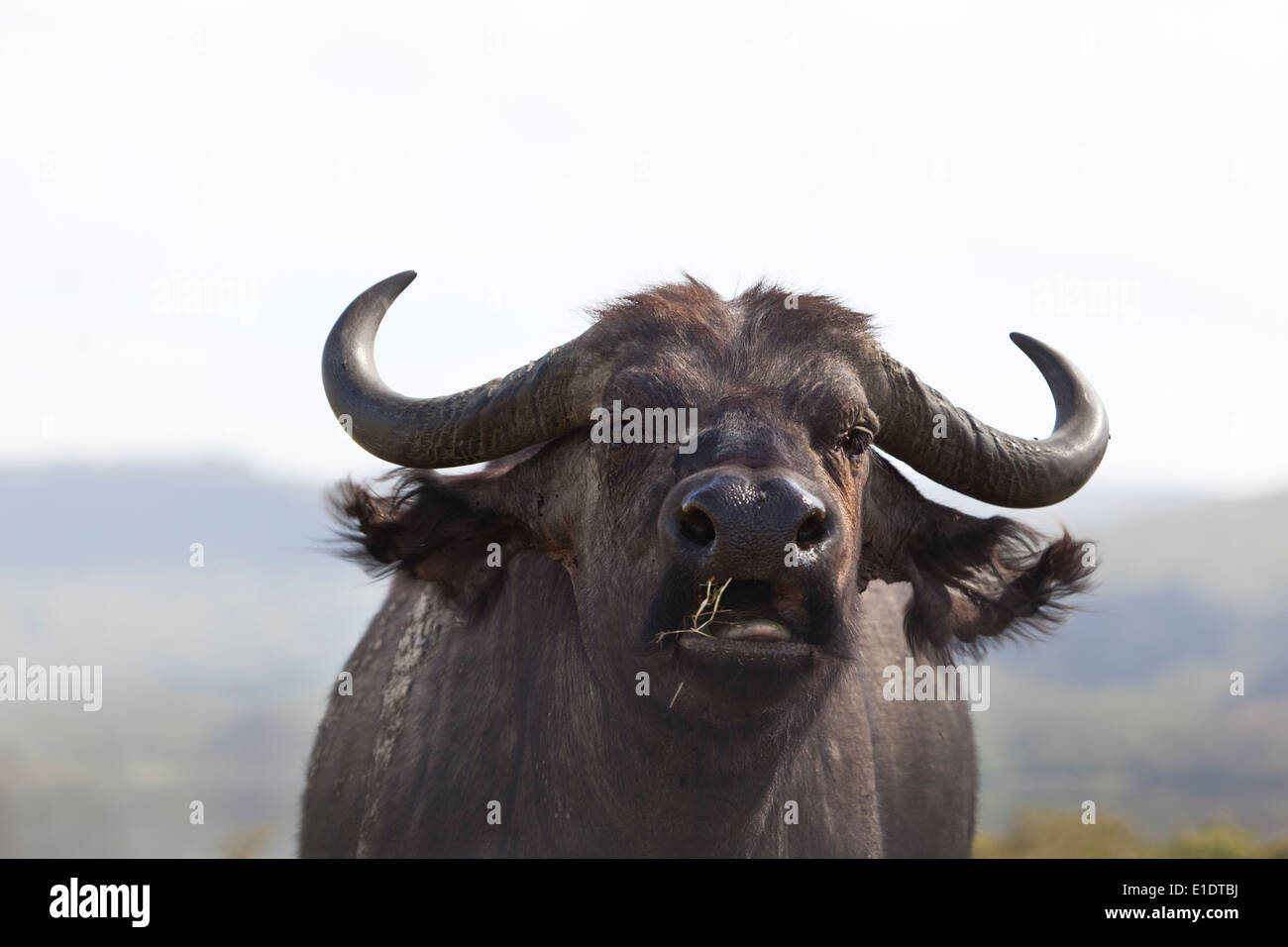 Un capo della Buffalo di erba da masticare a Nakuru National Park in Kenya. Foto Stock Un capo della Buffalo di erba da masticare a Nakuru National Park in Kenya. Foto Stock