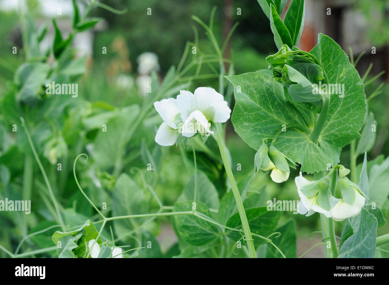 Fiori di colore bianco sul giovane pianta di piselli Foto Stock
