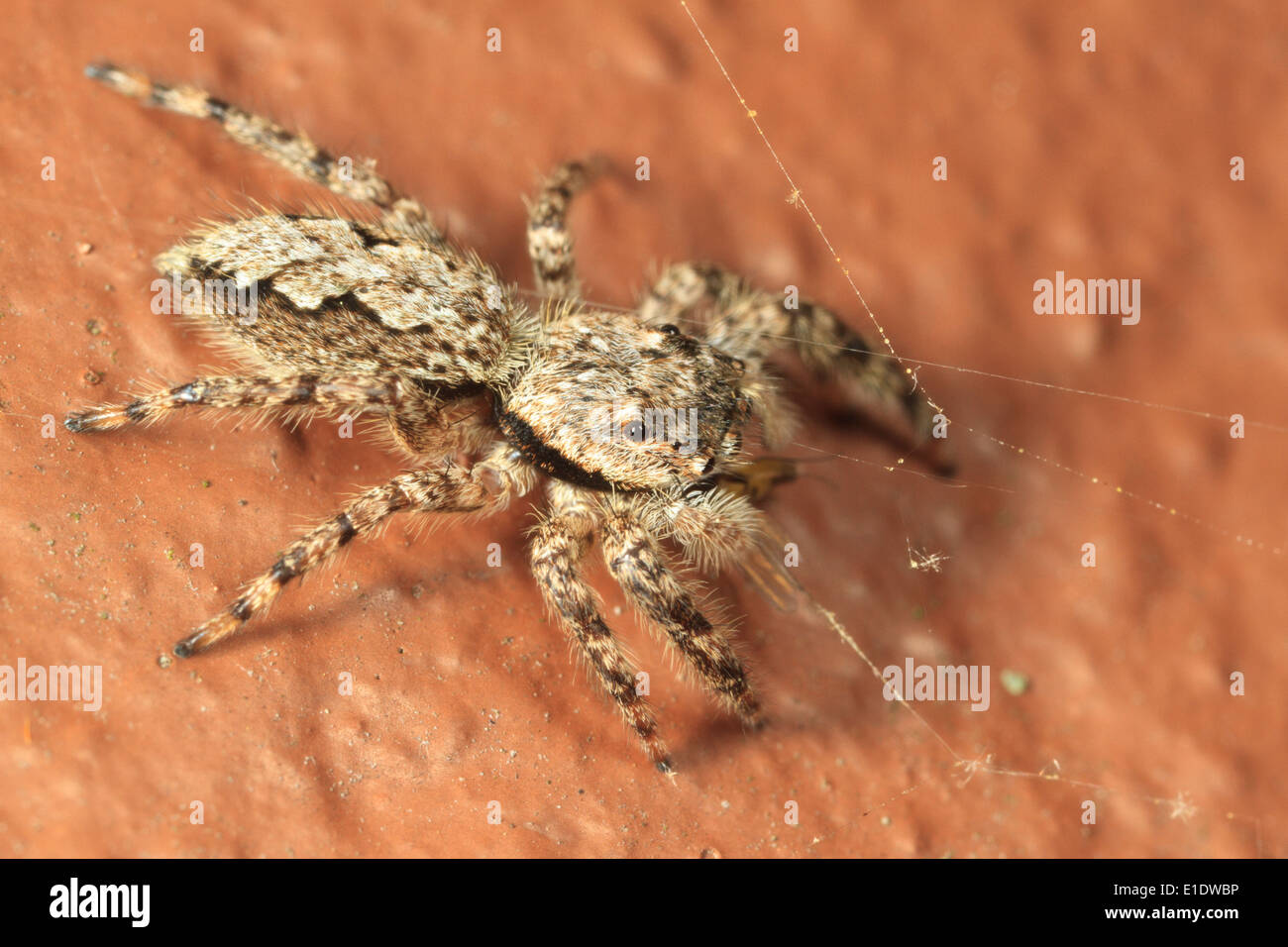 Jumping spider (Platycryptus undatus) sulla superficie dipinta. Foto Stock