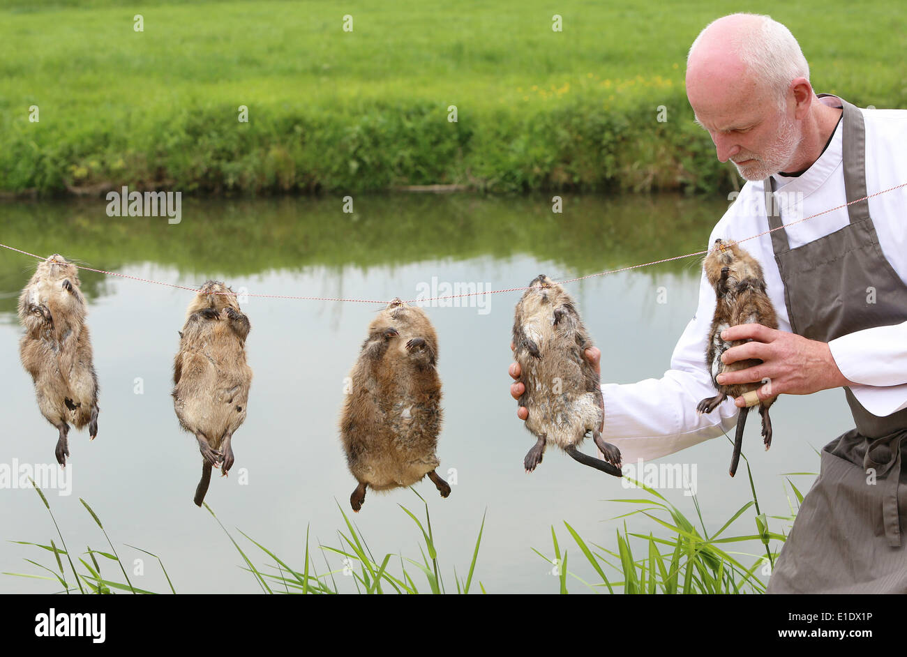 COTHEN - un sacco di commozione nei Paesi Bassi circa l'iniziativa di Chef Arjan Smit di ristorante Pronckeer in Cothen vicino a Utrecht, mettere muskrat sul menu. Ratti intrappolati ora vengono distrutte per ordine delle schede d'acqua. È vietato mangiare loro. Smit è furiosa al riguardo. Il smaltire il topo muschiato carne è un 'sheer spreco di cibo", soprattutto perché il governo spende annualmente 30 milioni di euro per la conservazione delle dighe olandesi, per la cattura di queste "tossing' ratti. Topi muschiati, secondo tot Smit, è la miglior scelta libera di carne che esiste. In Belgio è muskrat una prelibatezza il Foto Stock