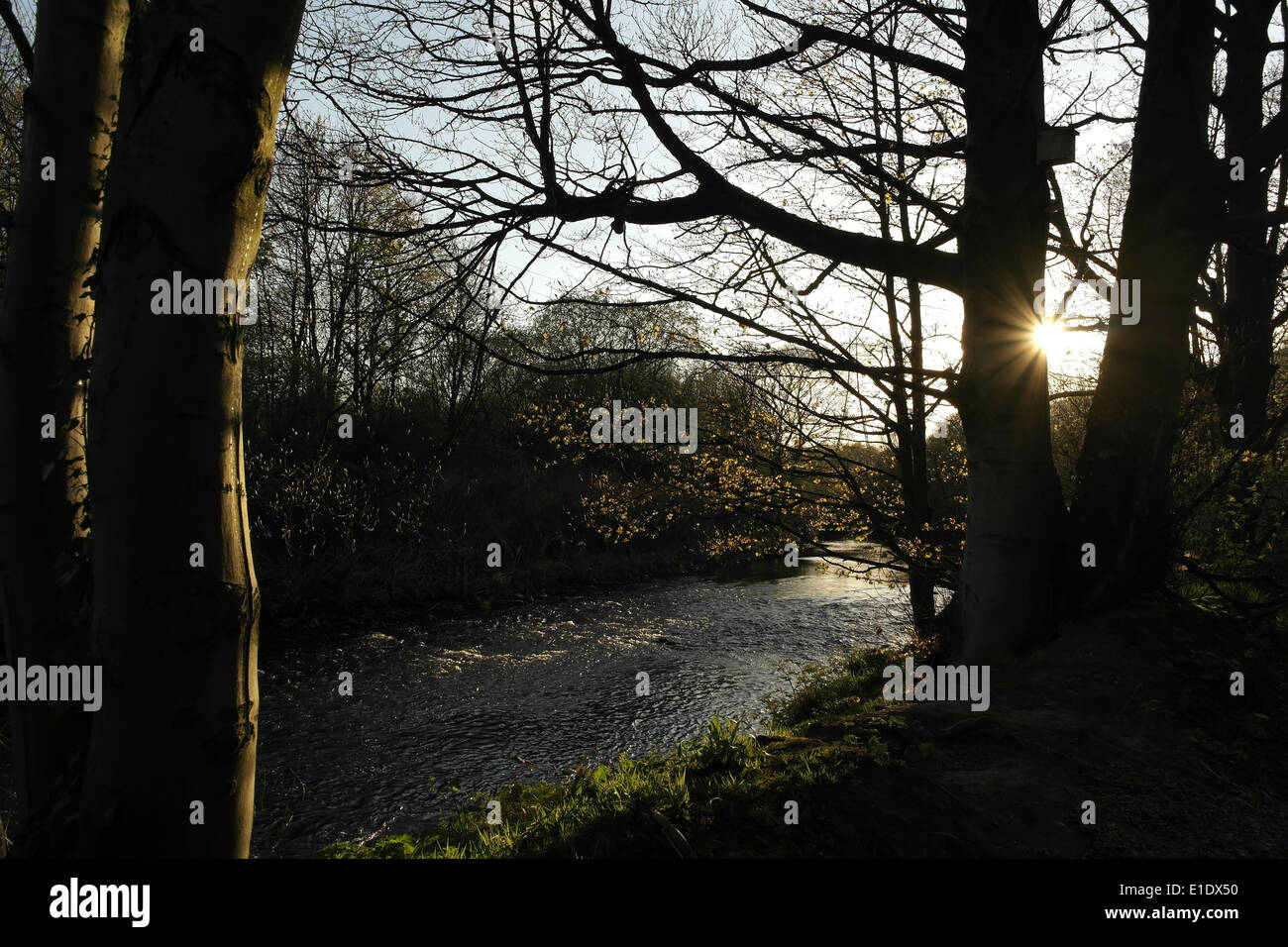 Serata sole che splende attraverso gli alberi sulle rive del fiume Calder, a monte da Cromwell fondo, vicino Elland, West Yorkshire Foto Stock