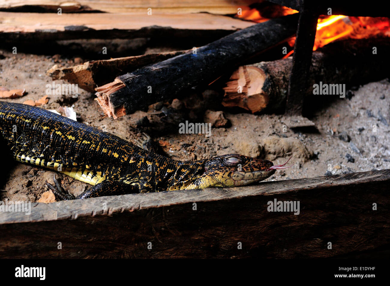 Lizard cottura - cucina tradizionale in Industria - PANGUANA . Dipartimento di Loreto .PERÙ Foto Stock
