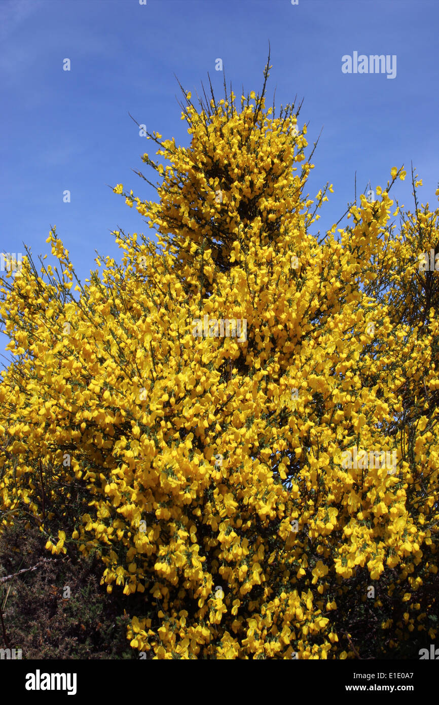 Scopa (Cytisus scoparius : Fabaceae), UK. Foto Stock