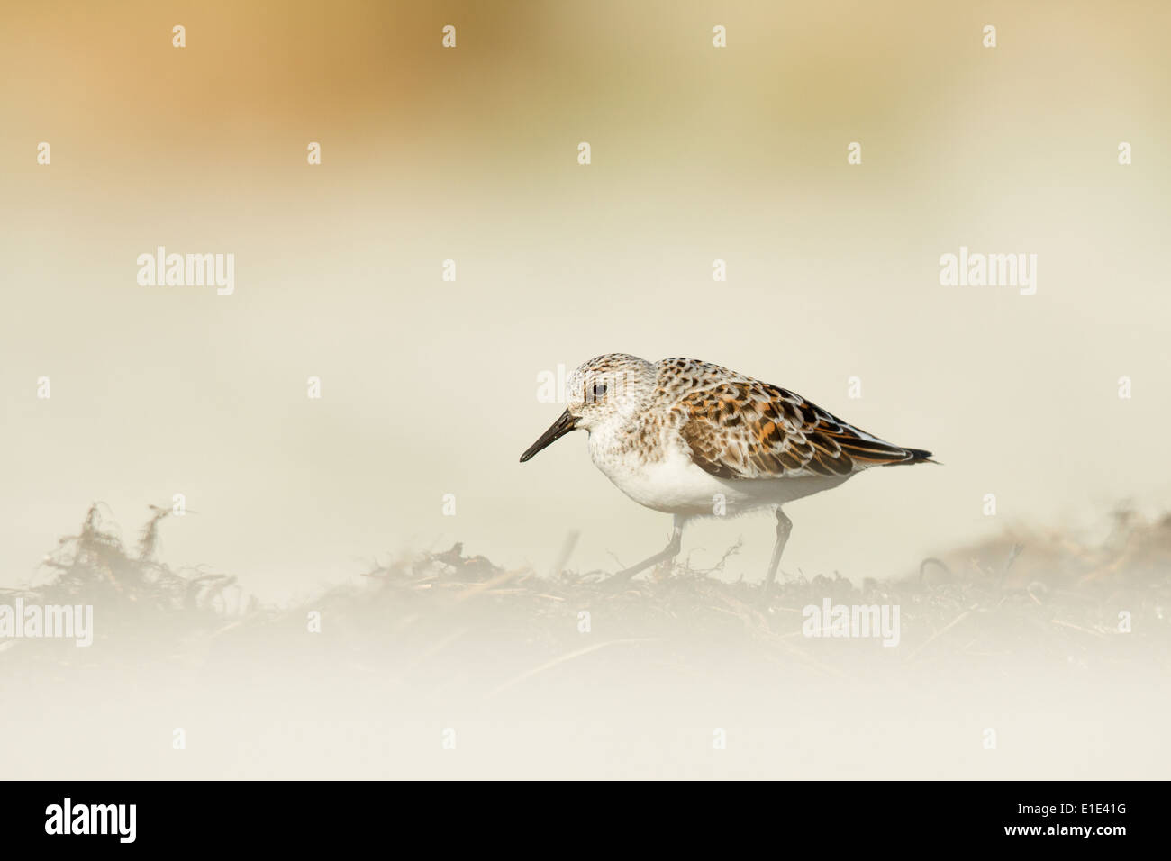 Sanderling (Calidris alba) Estate piumaggio, North Uist, Ebridi Esterne, Scotland, Regno Unito Foto Stock