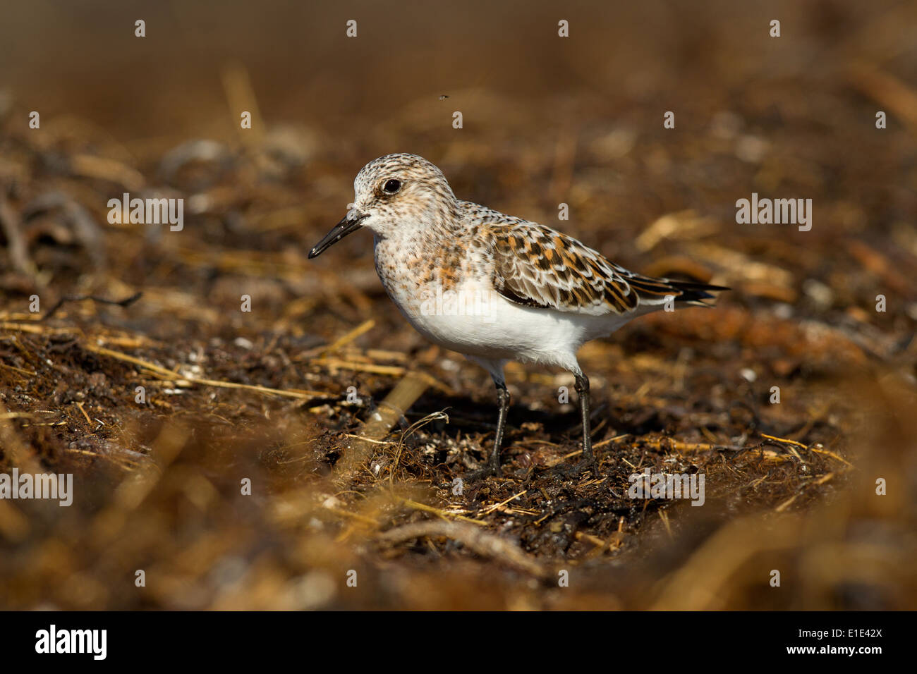 Sanderling (Calidris alba) Estate piumaggio, North Uist, Ebridi Esterne, Scotland, Regno Unito Foto Stock