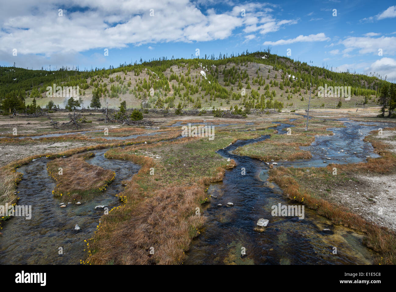 Flussi il flusso attraverso un prato aperto. Parco Nazionale di Yellowstone, Wyoming negli Stati Uniti. Foto Stock
