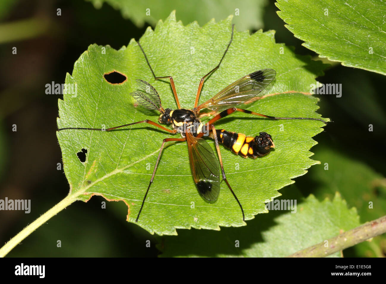 Un giallo e nero vero europeo gru specie mosca, chiamato Ctenophora ornata o Cnemoncosis ornata (maschio con feathered antenne) Foto Stock