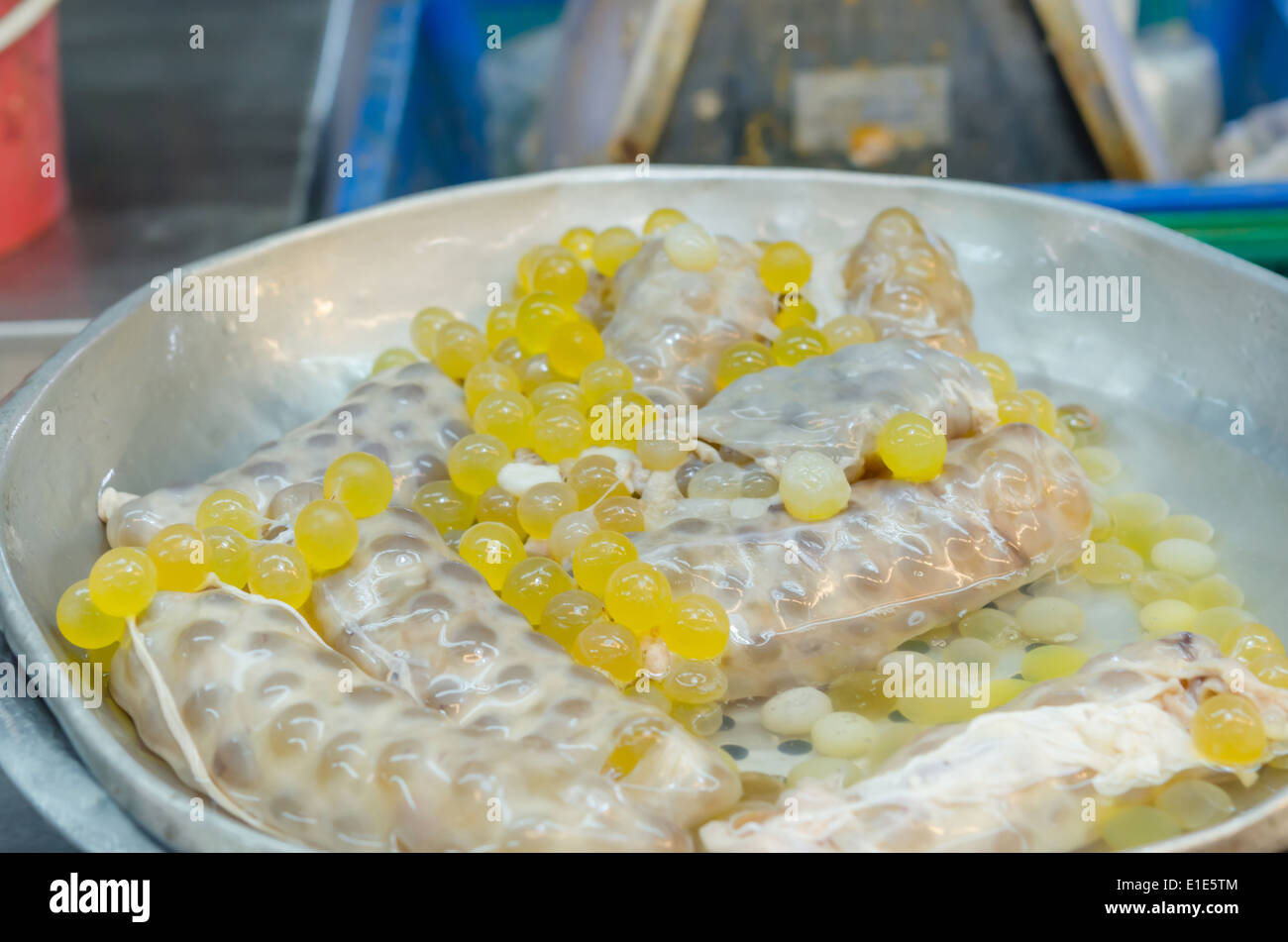 Giallo Spawn di pesce gatto gigante al mercato Foto Stock