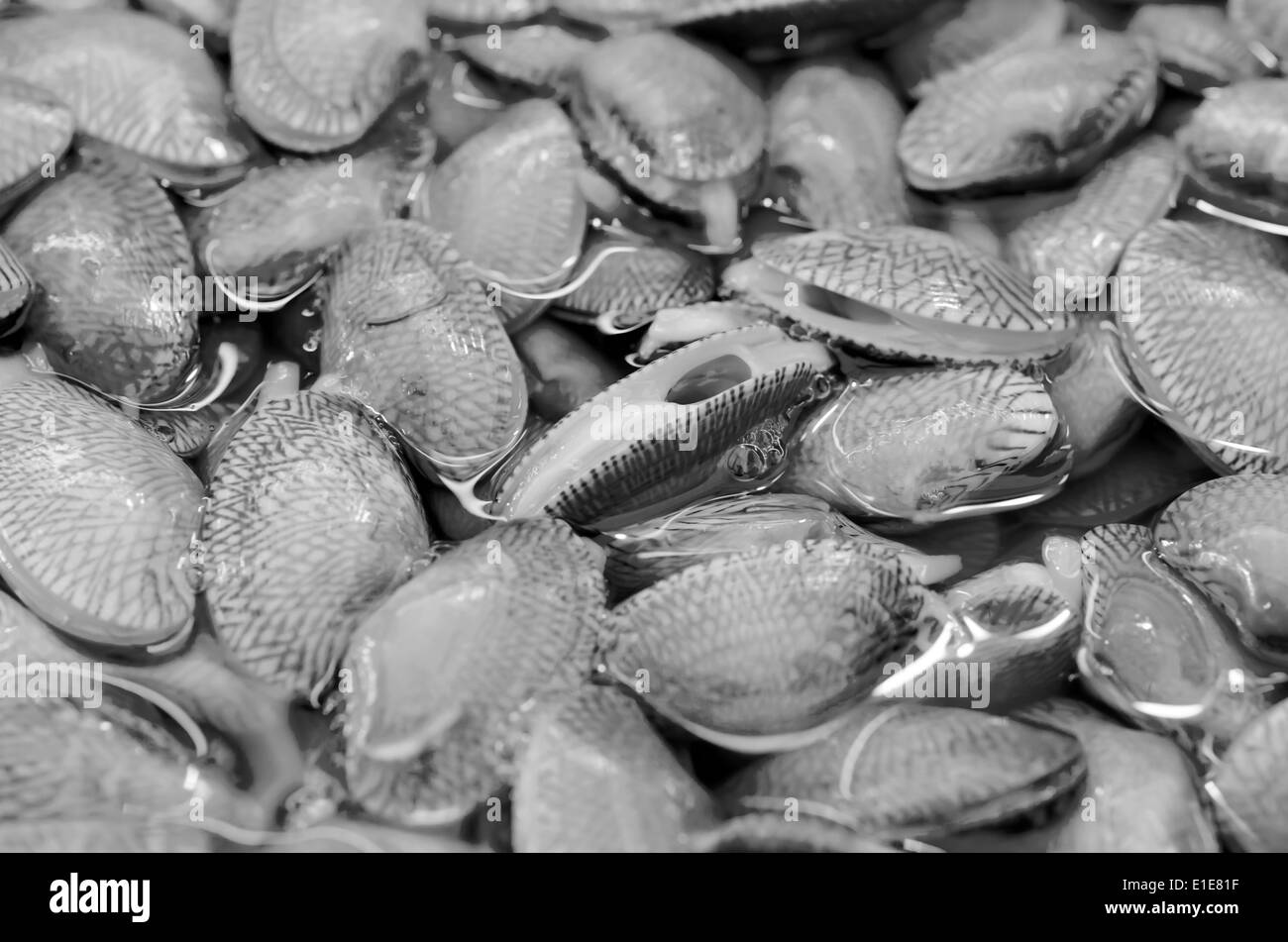 Closeup crudo fresco Surf sfondo clam,Surf vongola, collo corto vongola, moquette clam shell di Venere, Baby clam Paphia undulata, Vener Foto Stock