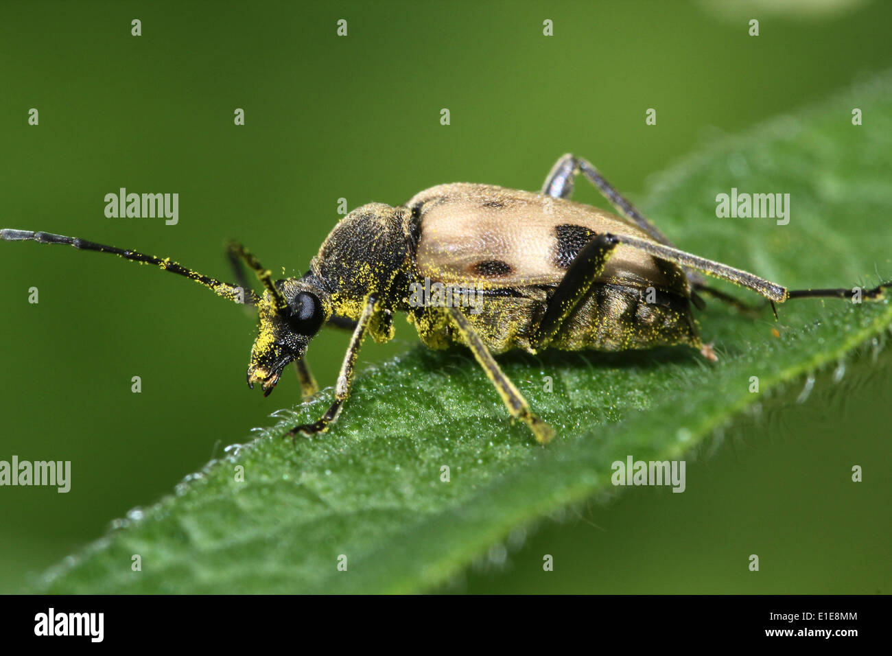 Pachyta quadrimaculata, un 4-macchiato di marrone chiaro e nero europei di lungo-cornuto beetle. Foto Stock