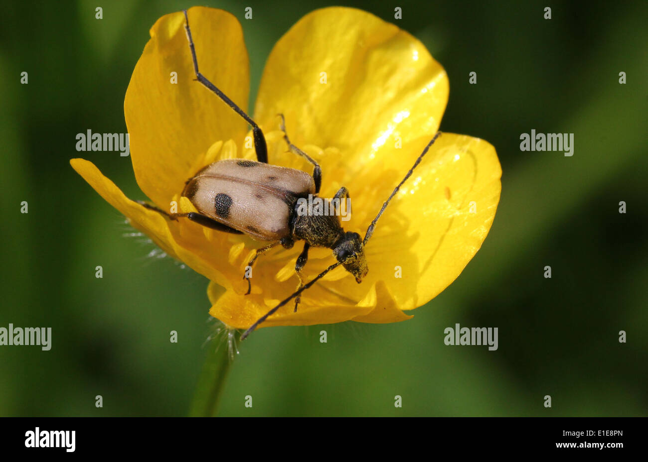 Pachyta quadrimaculata, un 4-macchiato di marrone chiaro e nero europei di lungo-cornuto beetle su buttercup flower Foto Stock