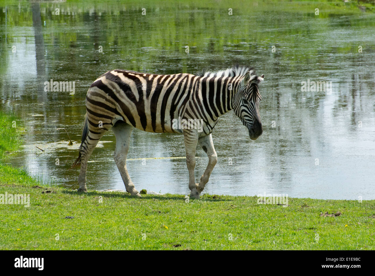 Una Zebra di Damara. Foto Stock