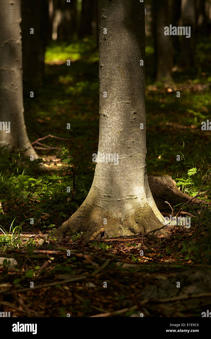 Foresta Foto Stock