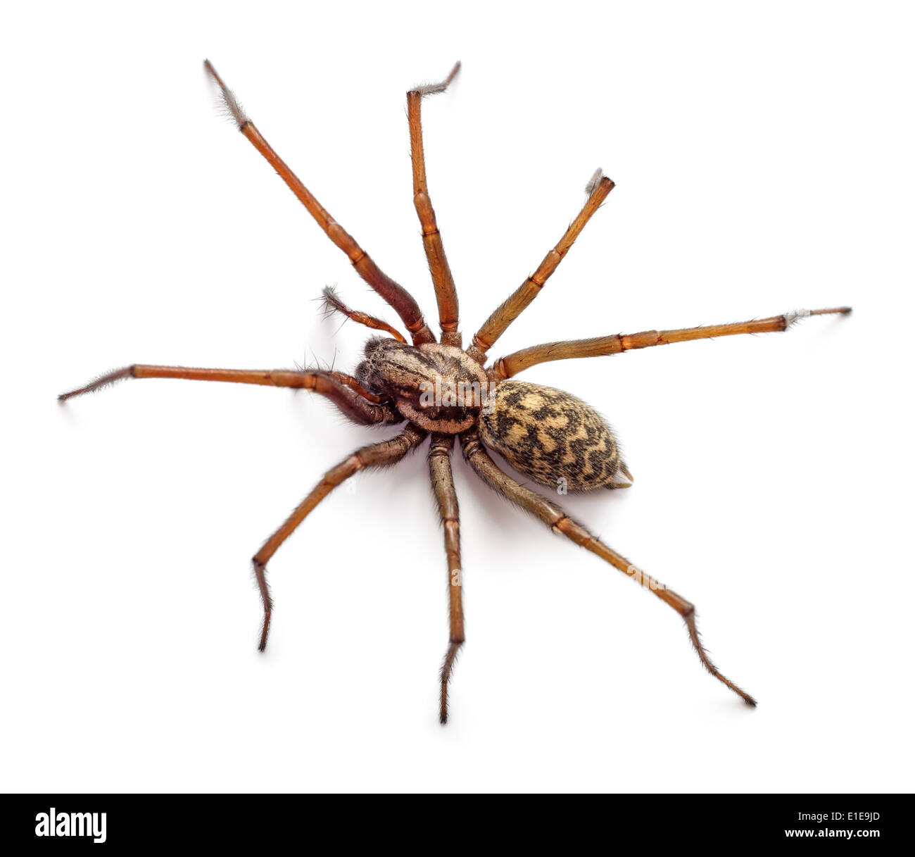 Big spider isolati su sfondo bianco Foto Stock