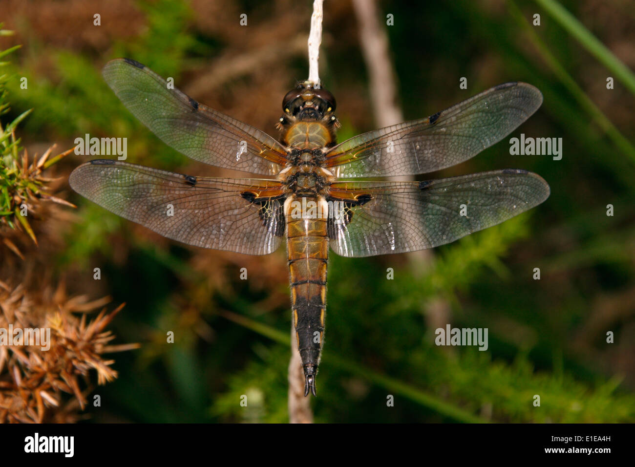Quattro-spotted chaser dragonfly (Libellula quadrimaculata), UK. Foto Stock