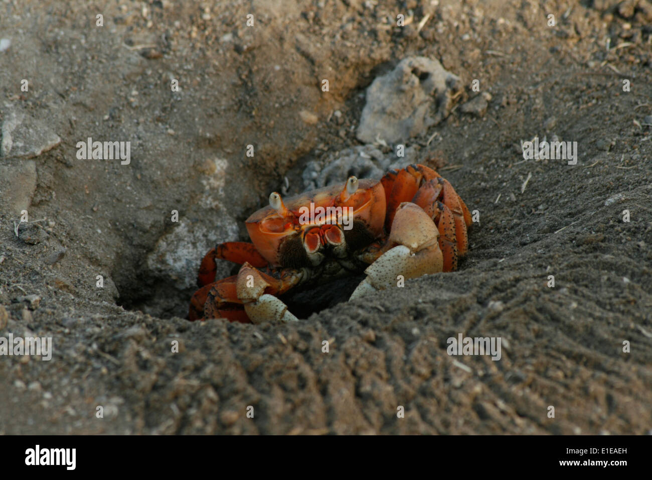 Un arancione granchio di sabbia emerge dal suo nido su una spiaggia caraibica. Foto Stock