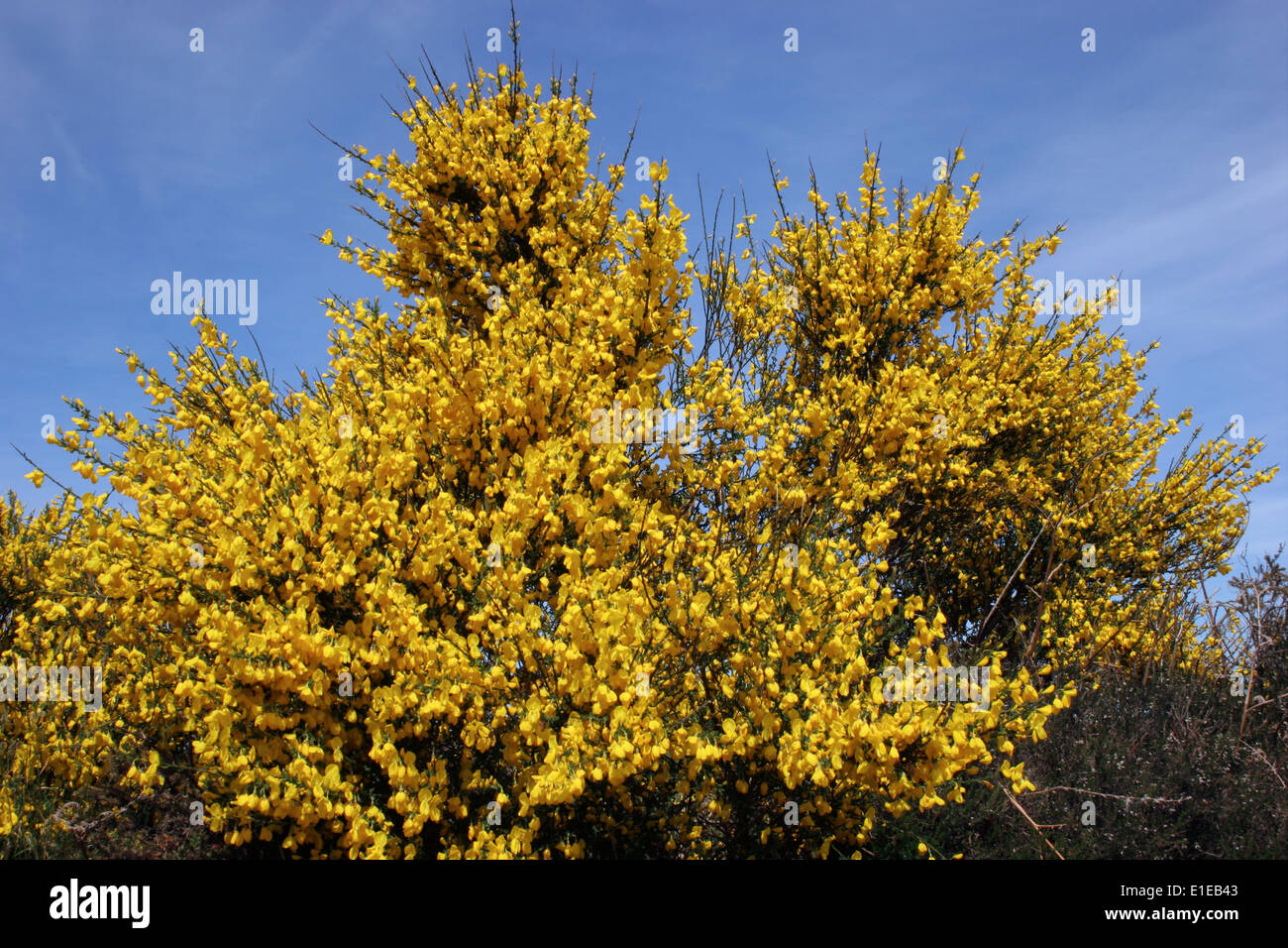 Scopa (Cytisus scoparius : Fabaceae), UK. Foto Stock