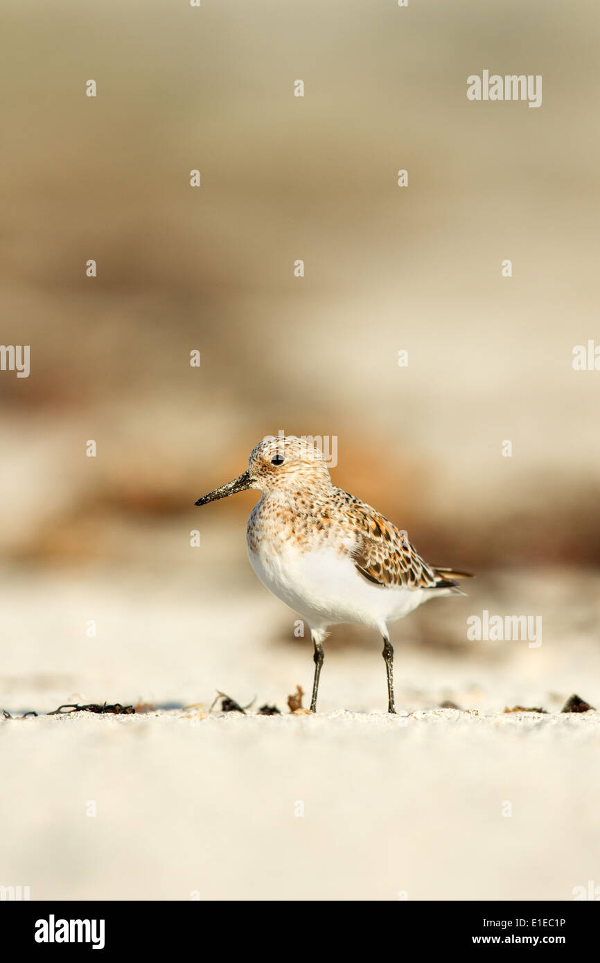 Sanderling (Calidris alba) Estate piumaggio, North Uist, Ebridi Esterne, Scotland, Regno Unito Foto Stock