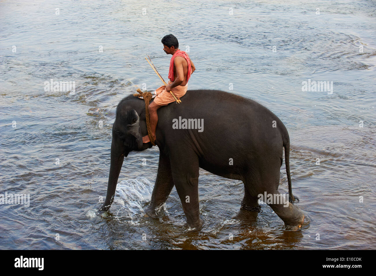 India Kerala State, Centro Addestramento Elefanti a Kodanad Foto Stock