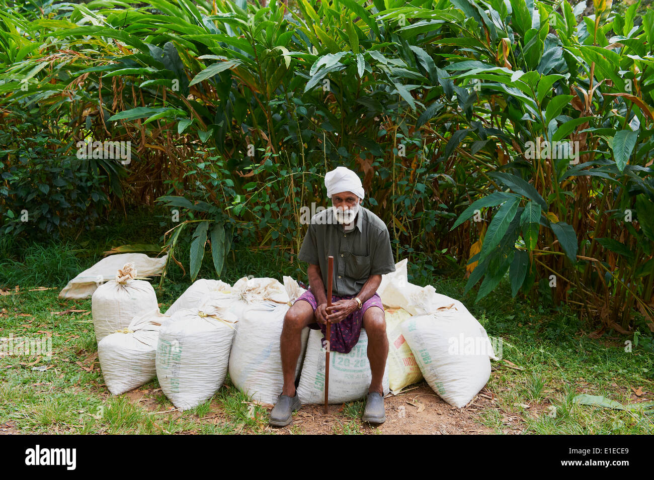 India Kerala State, Munnar, raccogliere di cardamomo Foto Stock