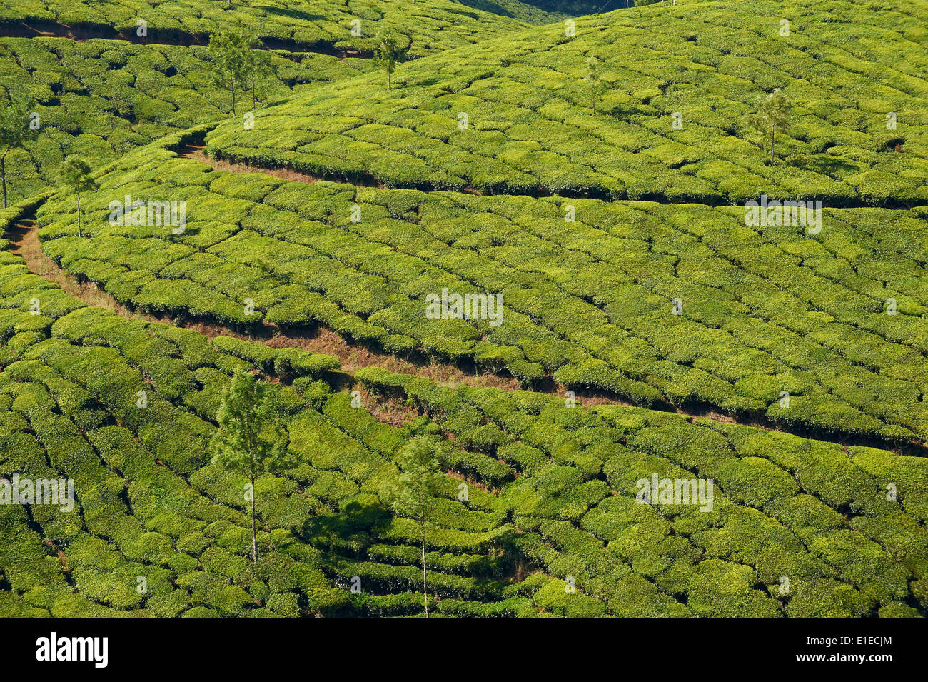 India Kerala State, Munnar, le piantagioni di tè Foto Stock