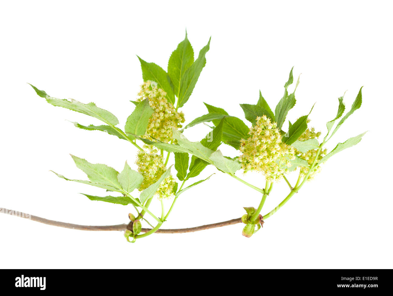 Rosso fiori di sambuco sono bacche forning isolato su bianco Foto Stock