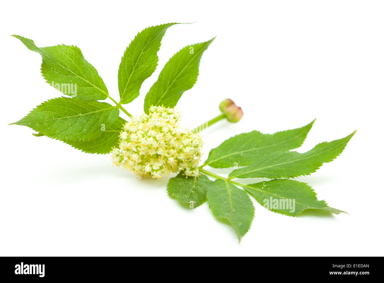 Rosso fiori di sambuco sono bacche forning isolato su bianco Foto Stock