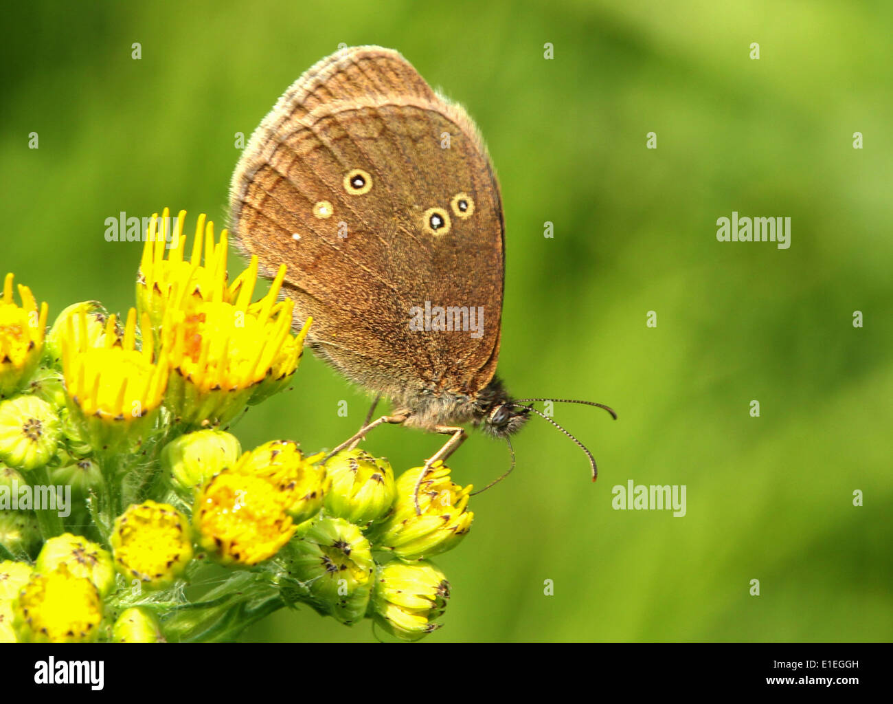 Ringlet butterfly su erba tossica flower ali ripiegate Foto Stock