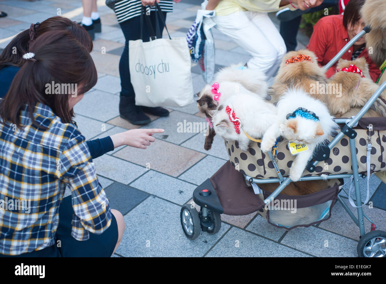 Tokyo Japan - Signora che trasporta i gatti in un passeggino Foto Stock