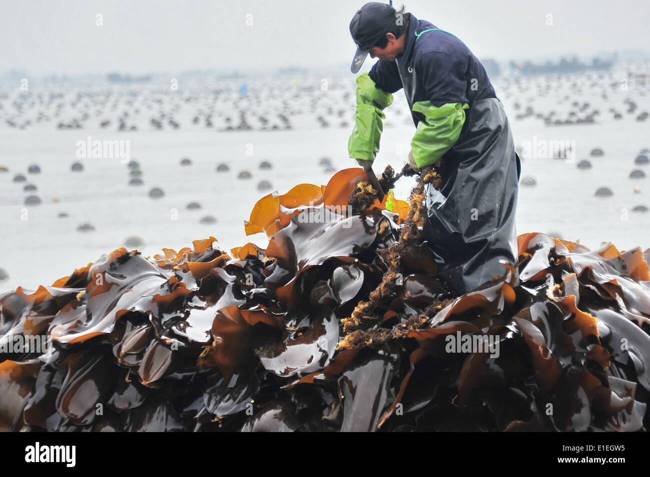Rongcheng, la Cina della provincia dello Shandong. Il 1 giugno, 2014. Un lavoratore di alghe raccolti al largo della costa di Rongcheng, est della Cina di Provincia di Shandong, Giugno 1, 2014. In Rongcheng, i lavoratori sono impegnati nella raccolta di alghe commestibili come la stagione del raccolto arriva. Rongcheng è un grande piantatrice e produttore di alghe commestibili in Cina, girando su una metà del paese l'alga prodotti annualmente. © Ren Mengxue/Xinhua/Alamy Live News Foto Stock