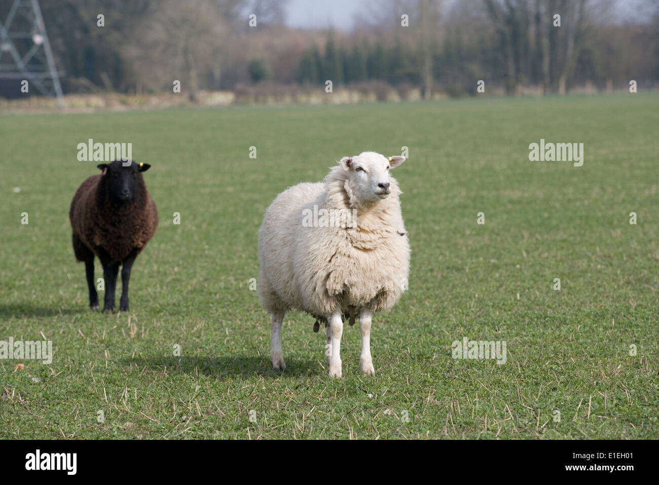 Bianco & Nero pecore in un campo Foto Stock