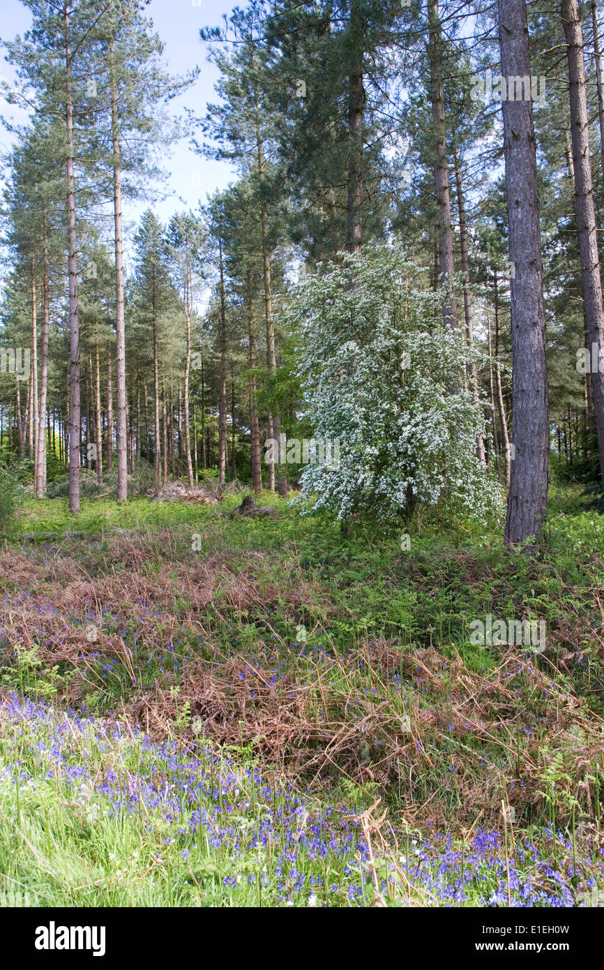 Commerciale della foresta di pino Foto Stock