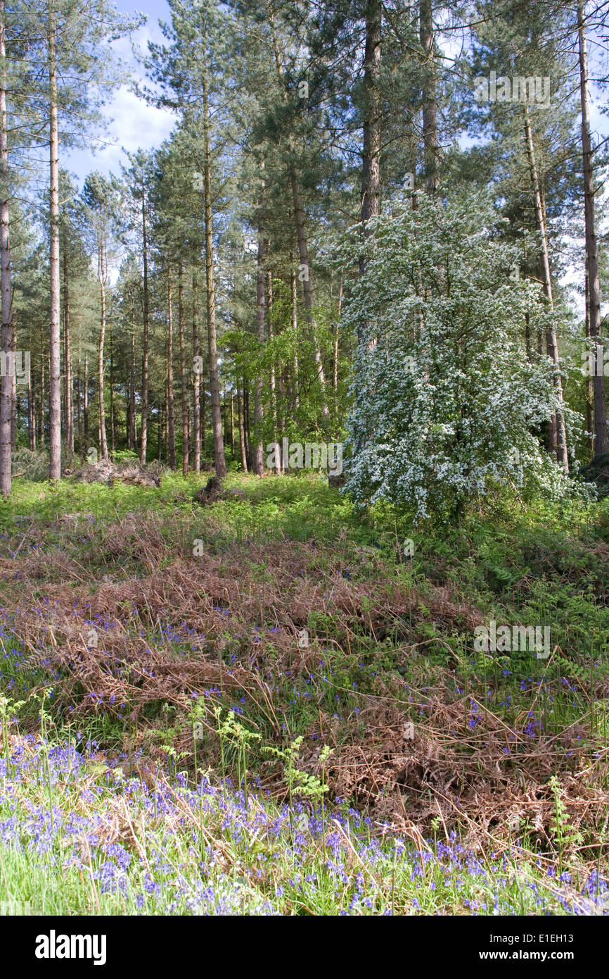Commerciale della foresta di pino Foto Stock