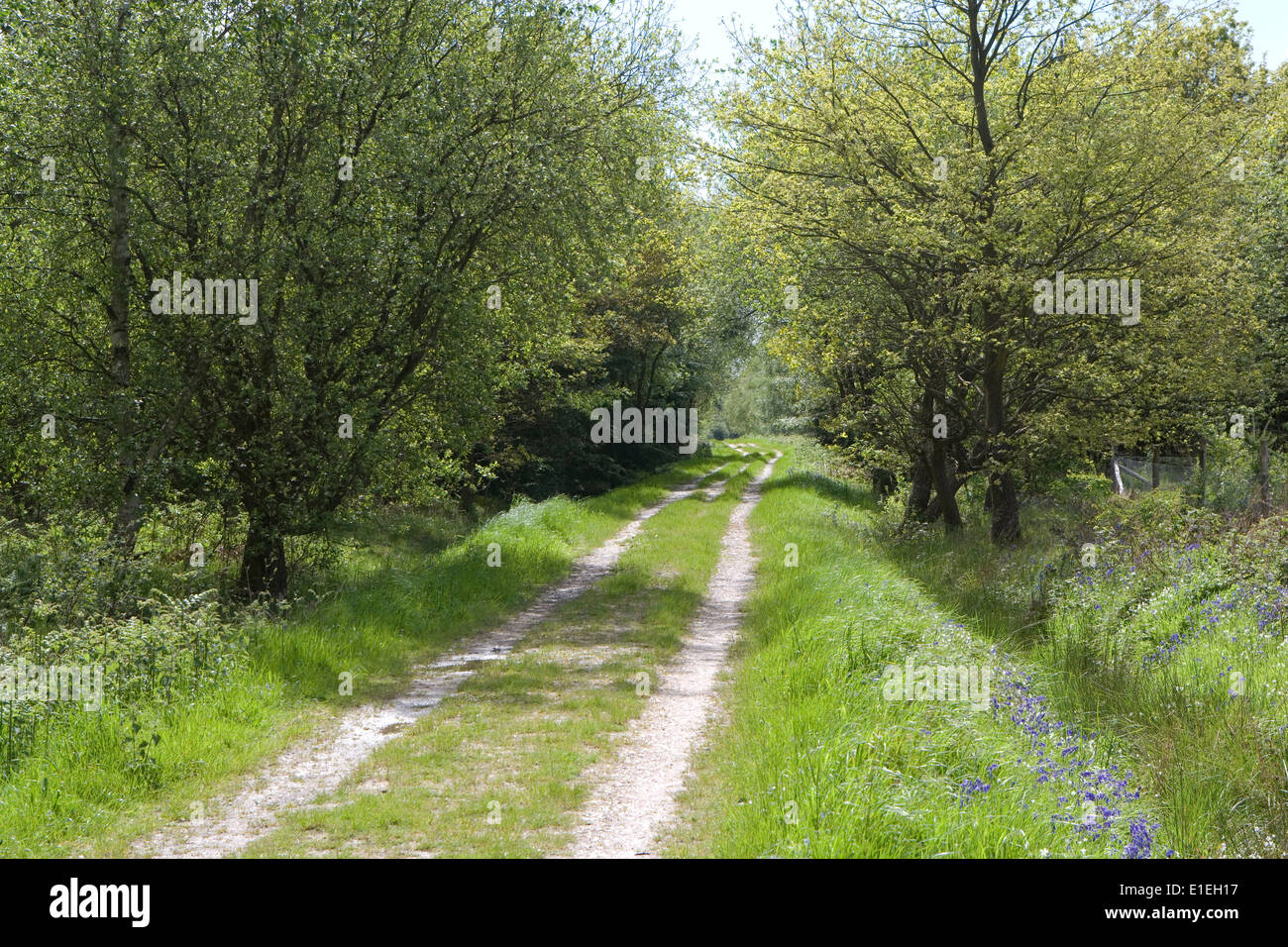 Pista forestale Foto Stock