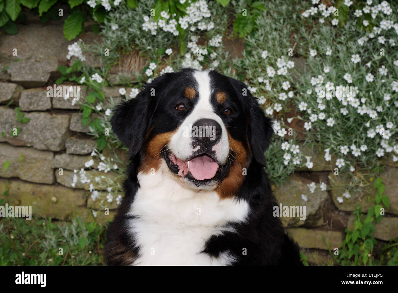 Porträt Berner Sennenhund im Garten vor einer Mauer mit weißen Blumen Foto Stock