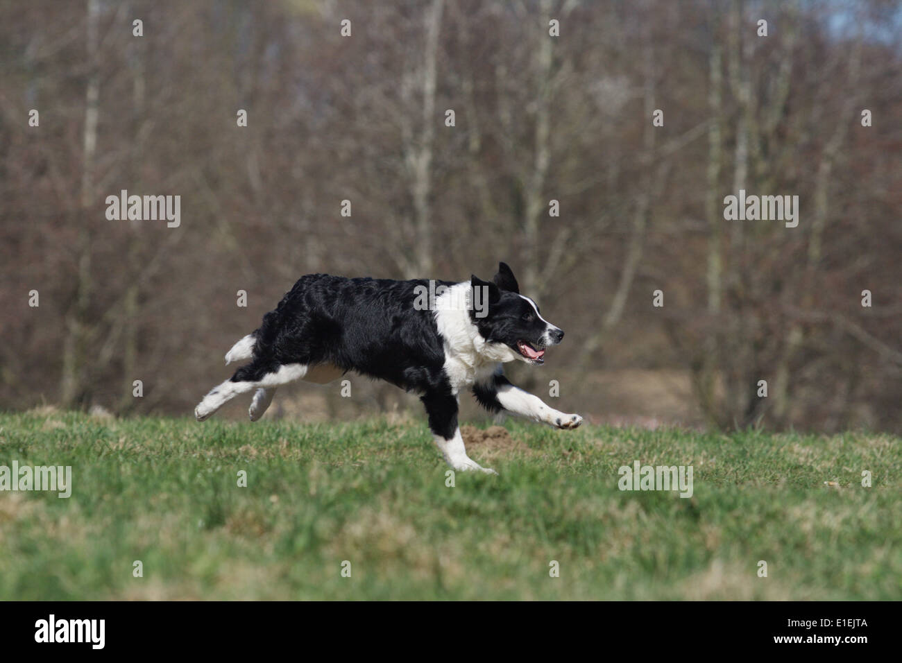 Junger Border Collie rennt seitlich über die Wiese Foto Stock