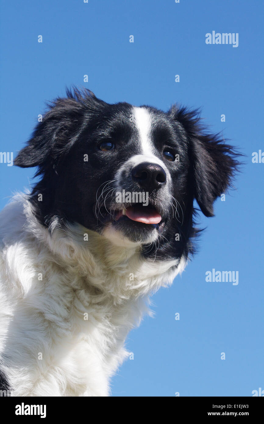 Border Collie ritratto am blauen Himmel Foto Stock